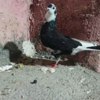 کبوتر پرشی|پرنده|چناران, |دیوار