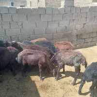 فروش ۱۵راس بره نر قزل افشار