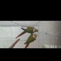 جفت گیرینچیک آناناسی