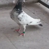 کفتر پاکستانی