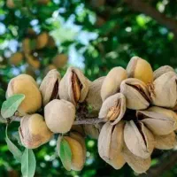 فروش نهال های یه ساله دوساله سه ساله تضنمینی