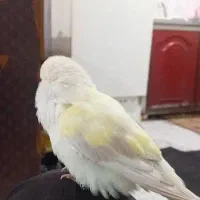 طوطی کوتوله|پرنده|کرباسک, |دیوار