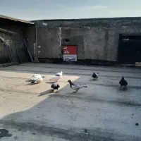 کفتر آلمانی  پرشی|حیوانات|مشهد, ایوان|دیوار