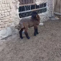 بره همو