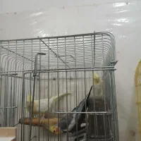 عروس هلندی|پرنده|بهبهان, |دیوار