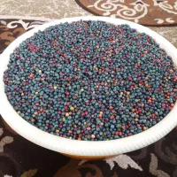 پسته‌کوهی.نرمه