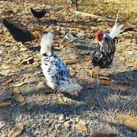 تخم مرغ نطفه دار گلین|حیوانات مزرعه|سنندج, |دیوار