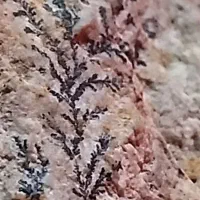 شجر|کلکسیون اشیاء عتیقه|مشهد, امیر آباد|دیوار