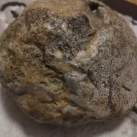 سنگ فسیل|کلکسیون اشیاء عتیقه|دلبران, |دیوار