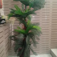 درخت نخل زینتی