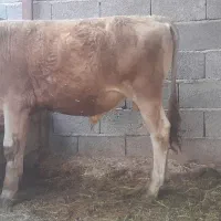 گوساله نر سیمینتال