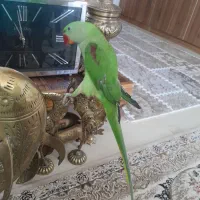 شاه طوطی نر   سخنگو