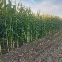 فروش-زمین-کشاورزی