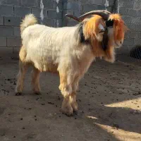 سه راس بز روزگاری