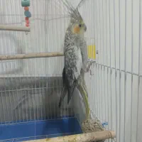 عروس هلندی گل باقالی ماده