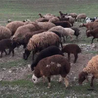 ۵۰ عدد میش بره