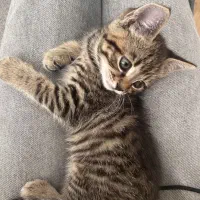 گربه نژاد اسکاتیش و بریتیش اصیل|گربه|اهواز, کیانپارس |دیوار