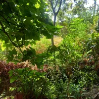 اجاره روزانه ویلای روستایی و جنگلی در شاندرمن|اجارهٔ کوتاه‌مدت ویلا و باغ|شاندرمن, |دیوار