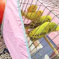 مرغ عشق دونه ای 300