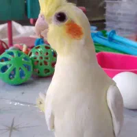 پرنده سرای پرطلا قروه درگزین|پرنده|درگزین, |دیوار