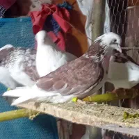 کبوتر پرشی|پرنده|آستانه اشرفیه, |دیوار