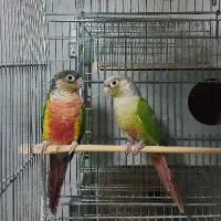 گرینچیک.جفت.نر.ماده|پرنده|اصفهان, پوریای ولی|دیوار