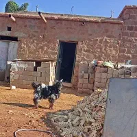 اندیکا صالح کوتا  بیگ نر چاق چله بفروش می رسد