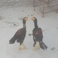 ۲عدد جوجه خروس نسل بالا