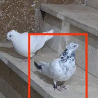 کفتر پرشی|پرنده|محمدشهر, شهرک چمران|دیوار