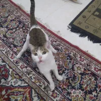 واگذاری گربه|گربه|شیراز, رازی|دیوار