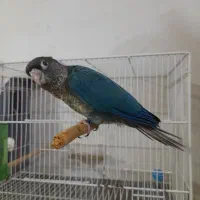 گرینچیک سرلاکی