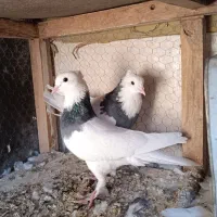طوقی دورگ خرقه