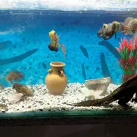 لجنخوار سایز بزرگ اسپرت|ماهی|اسدآباد, |دیوار