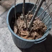 نهال درخت فندق