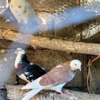 کبوتر پرشی باکیفیت|پرنده|بابل, |دیوار