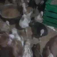 بوقلمون ۳ ماهه