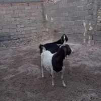 بز آبستن|حیوانات مزرعه|تربت جام, معدآباد|دیوار