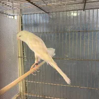 قناری رسمی بلندهای زیبا