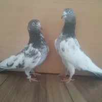 1 جفت نر و ماده پاکستانی