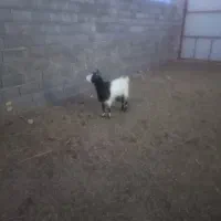 فروش بز گوشتی چاق