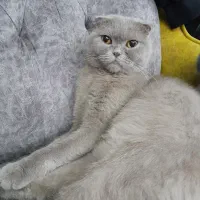 گربه اسکاتیش فولد ۵.۵۰۰.۰۰۰