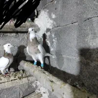 کبوتر طوقی.پلاکی