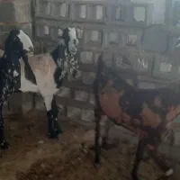 ۳راس گیسه پاکستانی