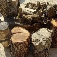 چوب درخت کنار خشک توافقی