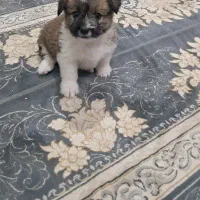سگ پامر