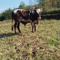 یه گوساله تنکابنی آس قیمت مقطوع|حیوانات مزرعه|اطاقور, |دیوار