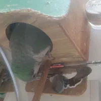 طوطی راحب رنگ سبز