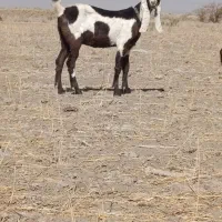 بز افقان|حیوانات مزرعه|خنداب, |دیوار