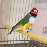 فنچ بلک برست و فنچ شارکول  عروس هلندی ماده