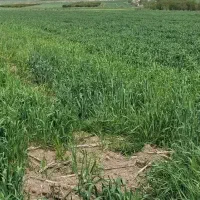 4000مترمربع-زمین-کشاورزی